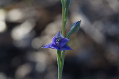 Thelymitra macrophylla
