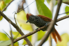 Thamnophilus palliatus