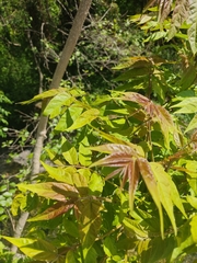 Ailanthus altissima