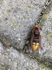 Vespa crabro