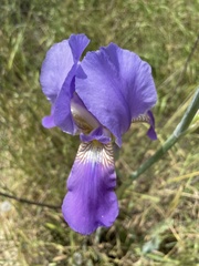 Iris mesopotamica