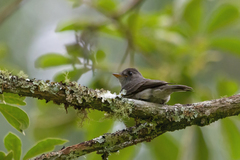 Contopus cinereus