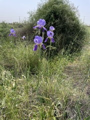 Iris mesopotamica