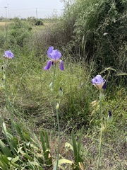 Iris mesopotamica
