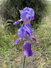 Iris mesopotamica