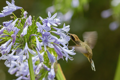 Phaethornis eurynome