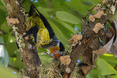 Phibalura flavirostris