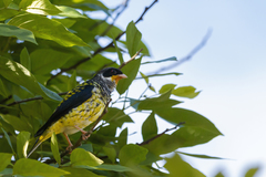 Phibalura flavirostris