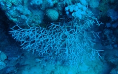 Melithaea rubrinodis
