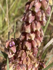 Polygala albida