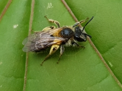 Simandrena