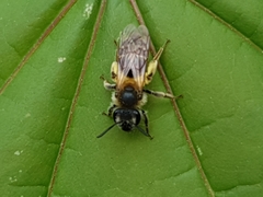 Simandrena