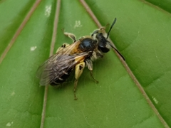 Simandrena