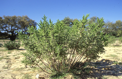 Thymelaea lythroides