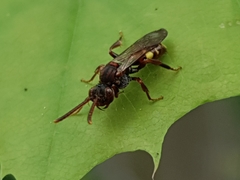 Nomada