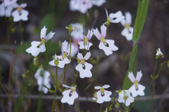Stylidium androsaceum