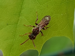 Nomada
