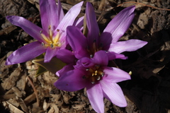 Colchicum szovitsii