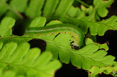 Selandriinae