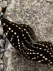 Lexias dirtea
