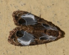 Evonima aperta