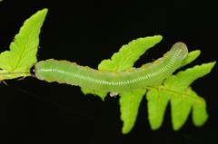 Selandriinae