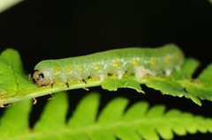 Selandriinae