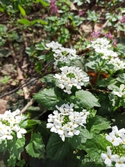 Pachyphragma macrophyllum