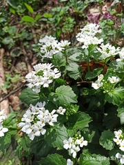 Pachyphragma macrophyllum