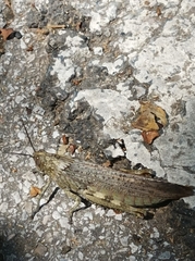 Anacridium aegyptium