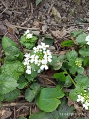 Pachyphragma macrophyllum