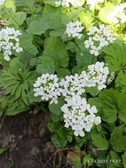Pachyphragma macrophyllum