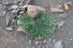 Leobordea platycarpa