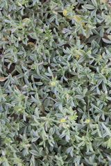 Leobordea platycarpa