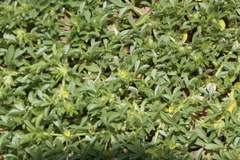 Leobordea platycarpa