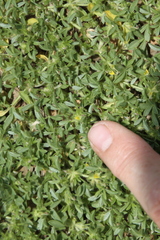 Leobordea platycarpa