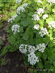 Pachyphragma macrophyllum