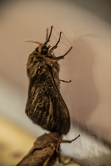 Oxycanus antipoda