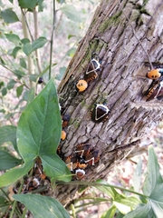 Ramosiana insignis