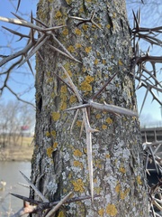 Gleditsia triacanthos