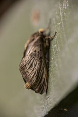 Oxycanus antipoda