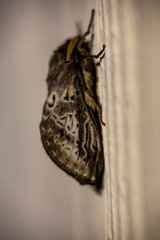 Oxycanus antipoda