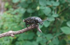 Spondylis buprestoides