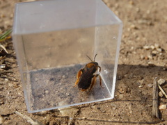 Andrena limbata