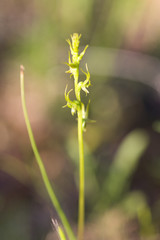 Prasophyllum gracile