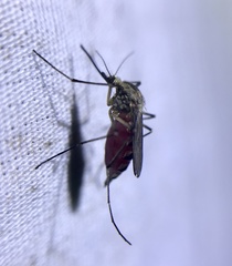 Aedes sticticus