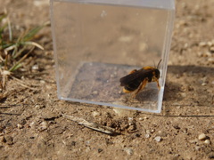 Andrena limbata