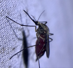 Aedes sticticus