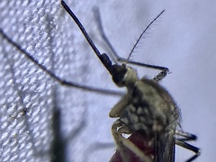 Aedes sticticus