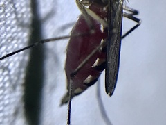 Aedes sticticus